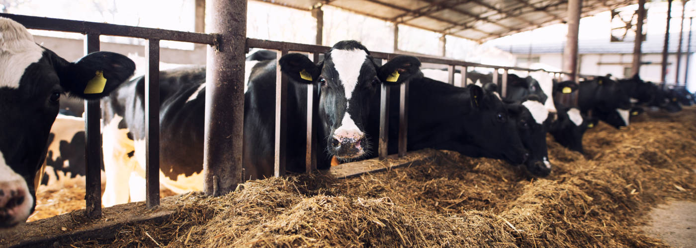 Featured Image for J-W CATTLE COMPANY